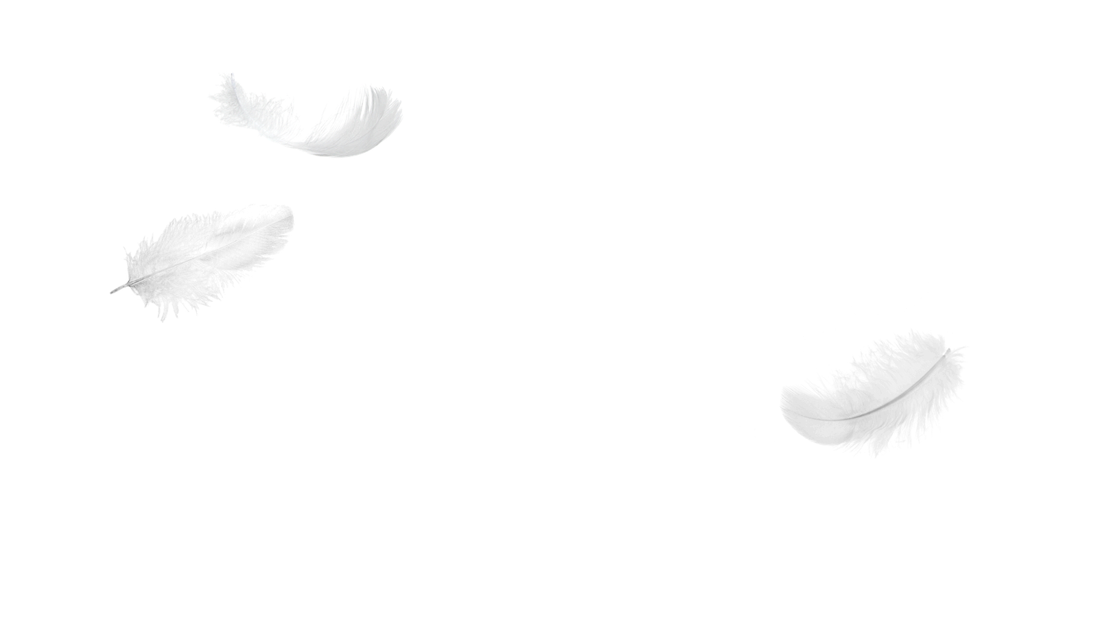 plumes blanches de pégase