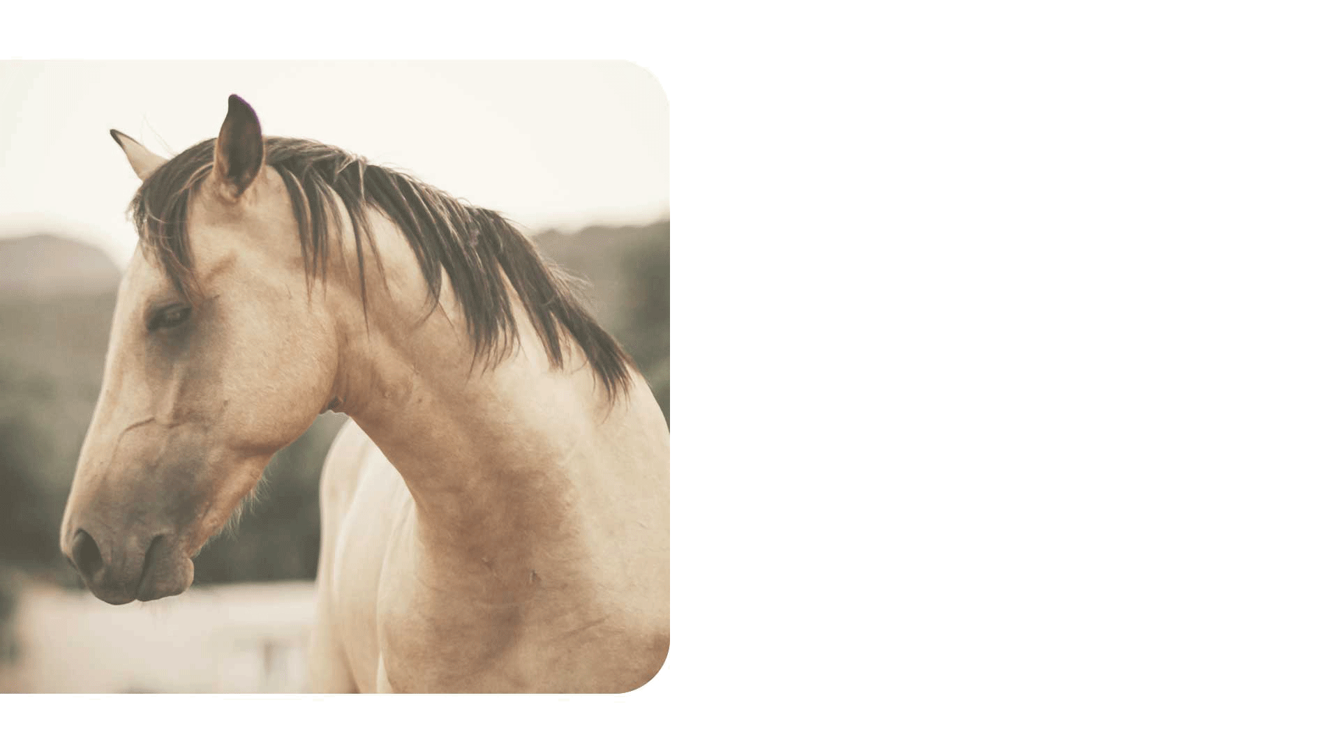 design graphique site internet osteopathe animalier bordeaux